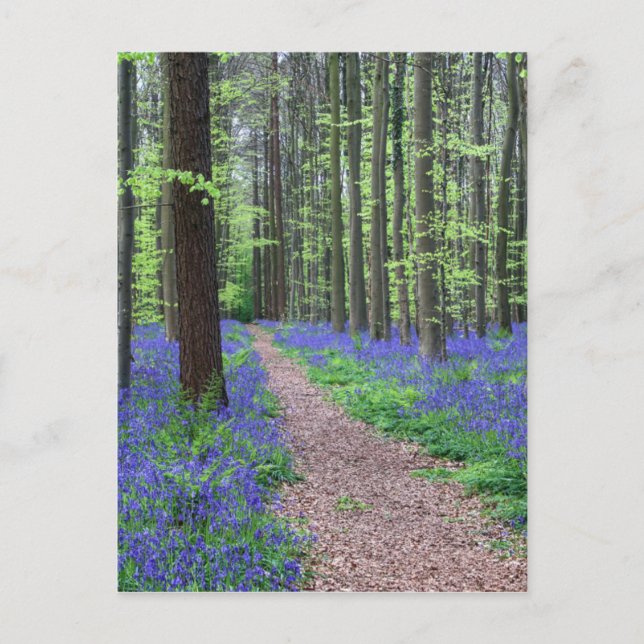 Postal El bosque de Halle | Halle, Bélgica (Anverso)