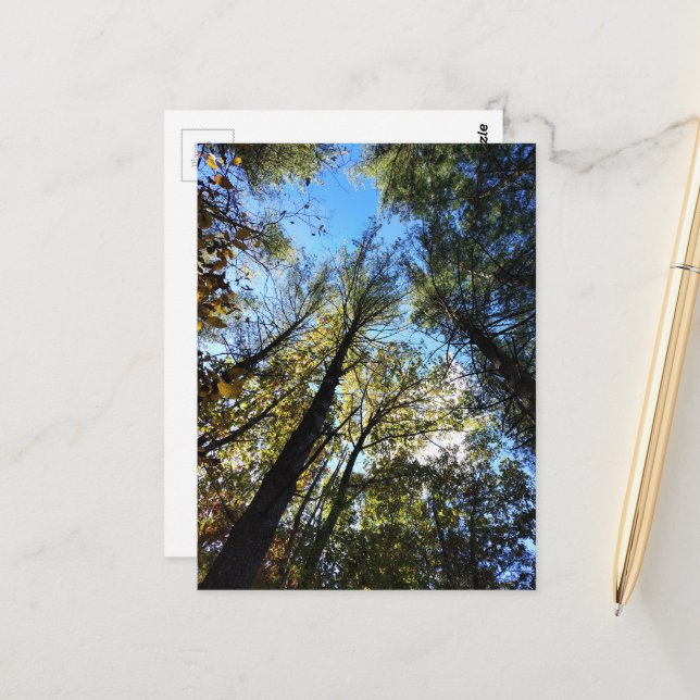 Postal El bosque de otoño (Anverso/Reverso In Situ)