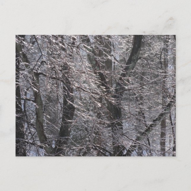 Postal El bosque helado brillante en luz matutina I (Anverso)