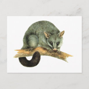 Postal El broche común de possum de Australia