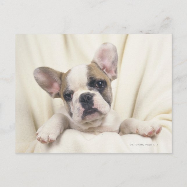 Postal El Bulldog, a menudo llamado Bulldog Inglés, 2 (Anverso)