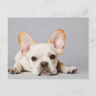Postal El Bulldog francés se desmorona