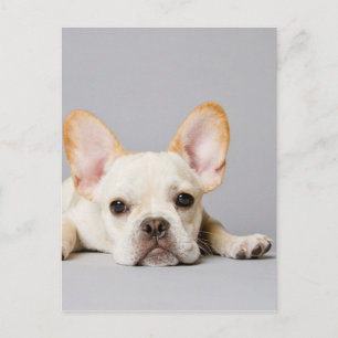Postal El Bulldog francés se desmorona