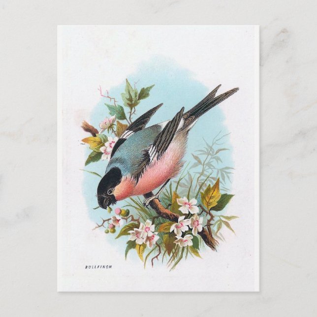 Postal "El Bullfinch" (Anverso)