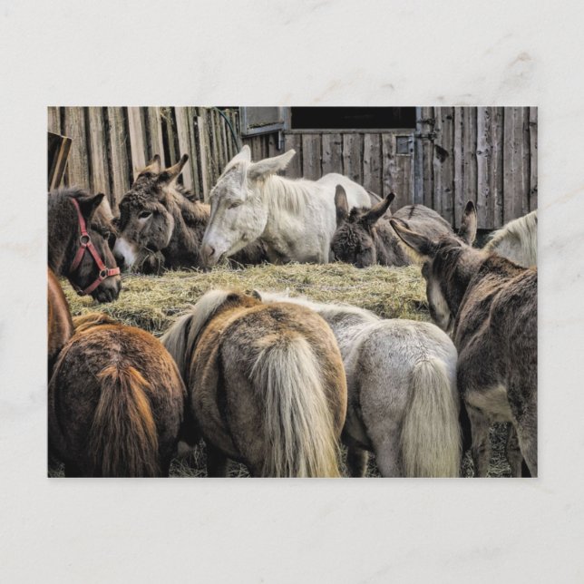 Postal El burro de la mesa redonda (Anverso)