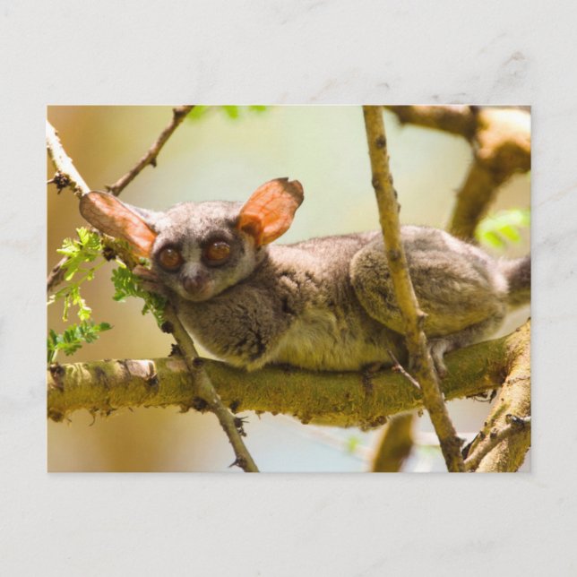 Postal El Bushbaby de Senegal (Galago Senegalensis) (Anverso)