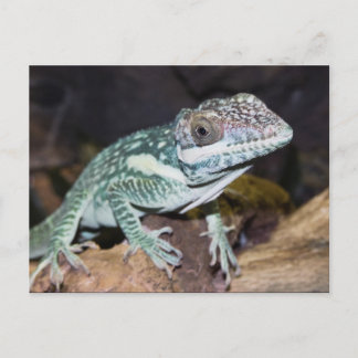 Postal El Caballero Oriental Anole Lizard cerca