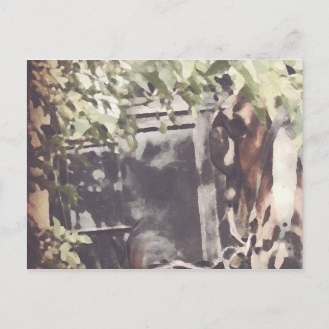 Postal El caballo Amish (Anverso)