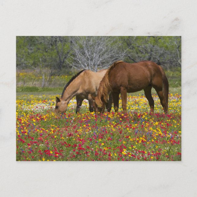 Postal El caballo cuarto en el campo de wildflowers (Anverso)