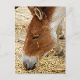 Postal El caballo de Przewalski