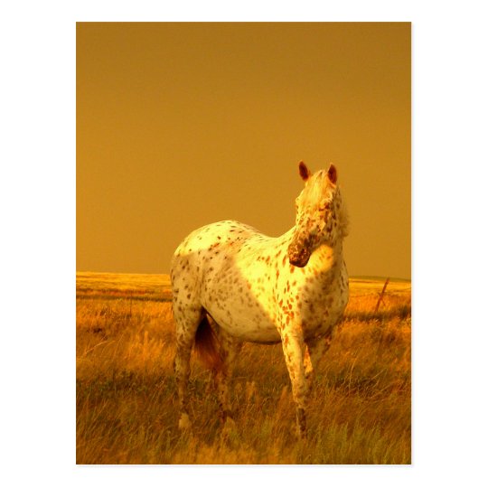 Postal El caballo manchado en el resplandor de oro de una