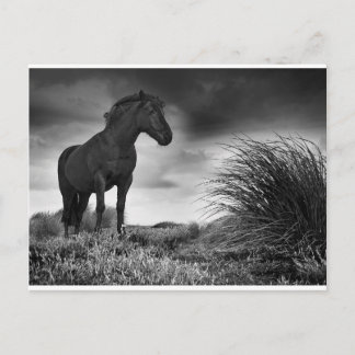 Postal El caballo negro
