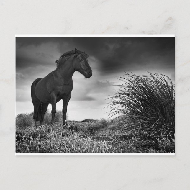 Postal El caballo negro (Anverso)