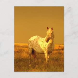 Postal El caballo visto en el brillo dorado de una prader