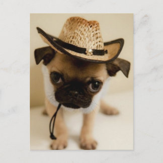 Postal El cachorro de cachorro