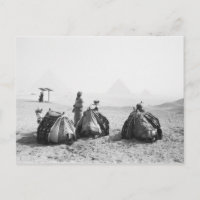 El Cairo Egipto, Jinetes de Camellos Pirámides de 