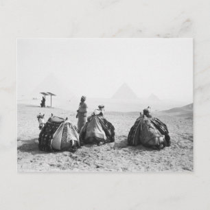 Postal El Cairo Egipto, Jinetes de Camellos Pirámides de 