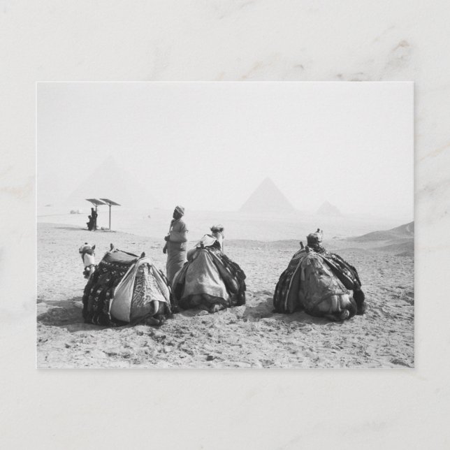 Postal El Cairo Egipto, Jinetes de Camellos Pirámides de  (Anverso)