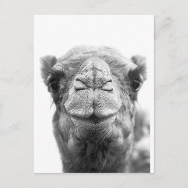 Postal El camello besa la foto del primer de la diversión (Anverso)