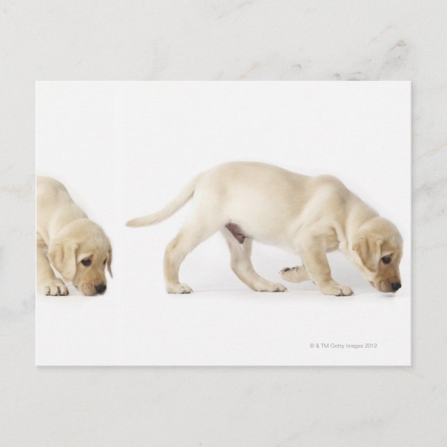 Postal El caminar del perrito del labrador retriever (Anverso)