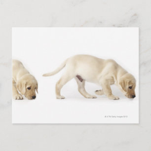 Postal El caminar del perrito del labrador retriever