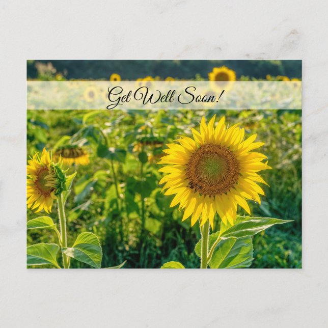 Postal El campo del girasol dorado se pone bien pronto po (Anverso)