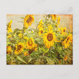 Postal El campo del girasol Vintage el arte amarillo anti