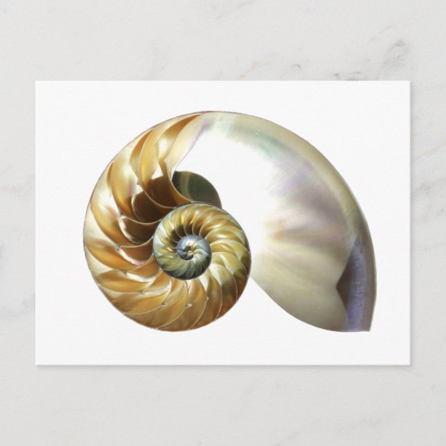 Postal El caparazón de Nautilus (Anverso)