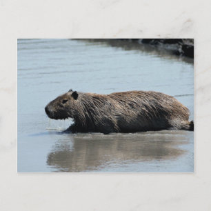 Postal El capibara se sumerge en el agua