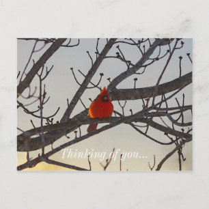Postal El Cardenal En La Mañana Pensando En Ti
