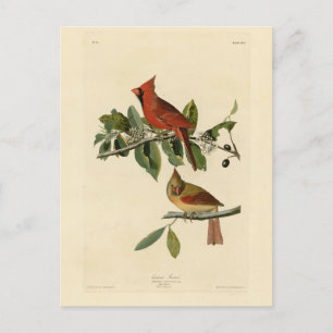 Postal El cardenal Grosbeak de los pájaros de América de