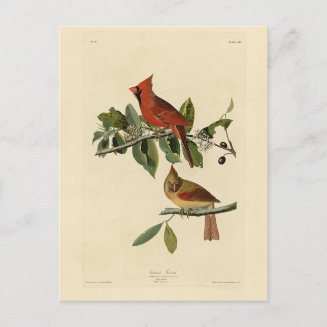 Postal El cardenal Grosbeak de los pájaros de América de  (Anverso)