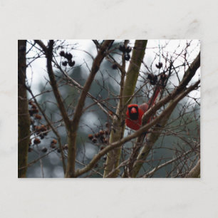 Postal El cardenal masculino sigue jugando graciosamente