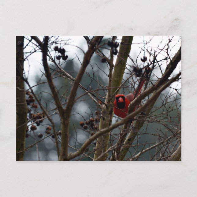 Postal El cardenal masculino sigue jugando graciosamente (Anverso)
