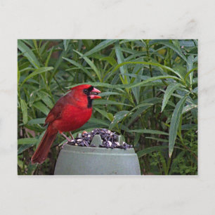 Postal El cardenal norte guarda su cena