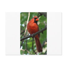 El cardenal septentrional