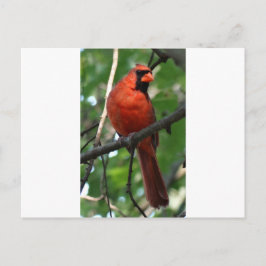 Postal El cardenal septentrional