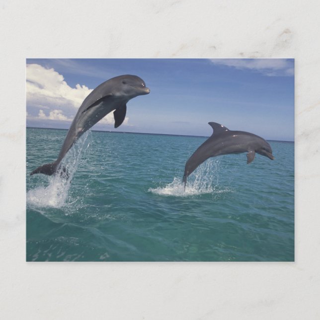 Postal El Caribe, Tursiops 13 de los delfínes de (Anverso)