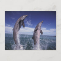 El Caribe, Tursiops de los delfínes de Bottlenose