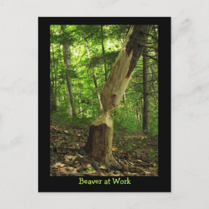 Postal El castor en el trabajo