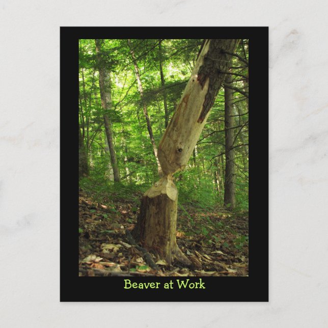 Postal El castor en el trabajo (Anverso)
