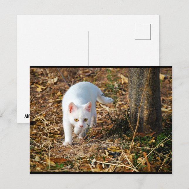 Postal El cazador blanco (Anverso / Reverso)