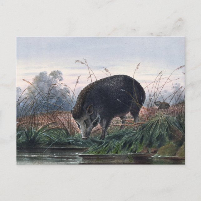 Postal El cerdo de Andaman de Joseph Wolf (Anverso)