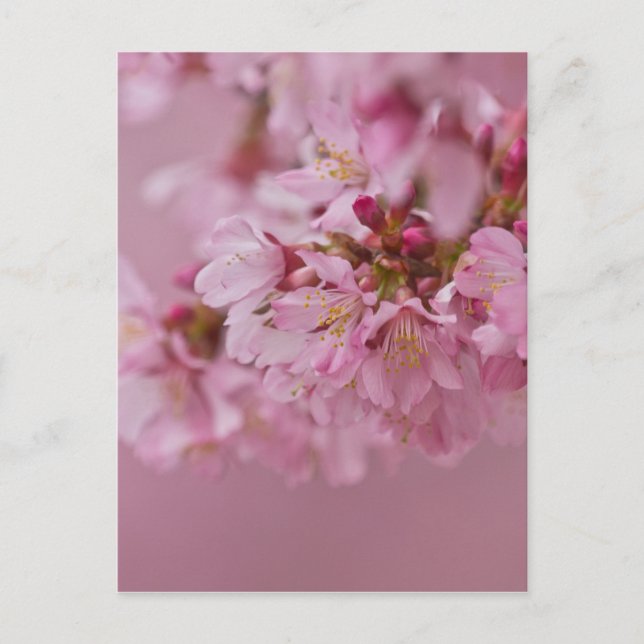 Postal El cerezo sakura florece con reflexiones rosa páli (Anverso)