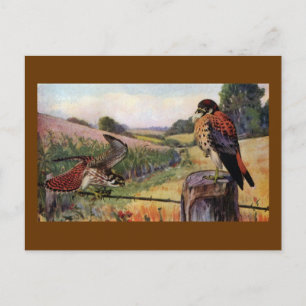 Postal El cernícalo estadounidense en una cerca de alambr