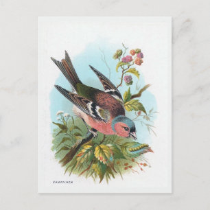 Postal El Chaffinch