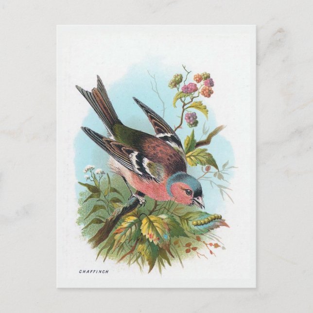Postal El Chaffinch (Anverso)