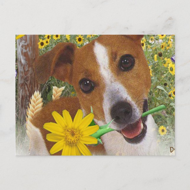 Postal El chico de Jack Russell Momma (Anverso)