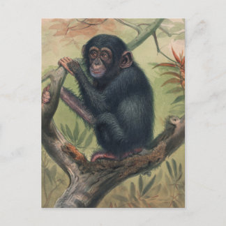 Postal El chimpancé de Joseph Wolf