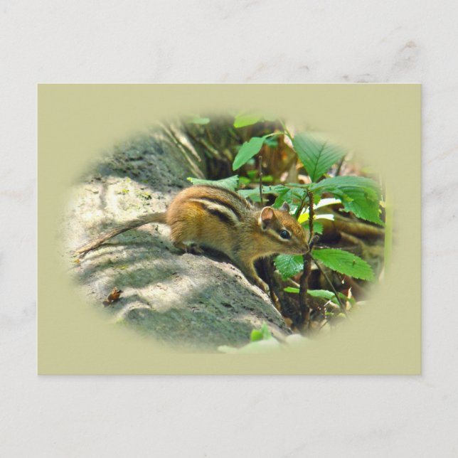 Postal El Chipmunk del Este en Stump (Anverso)